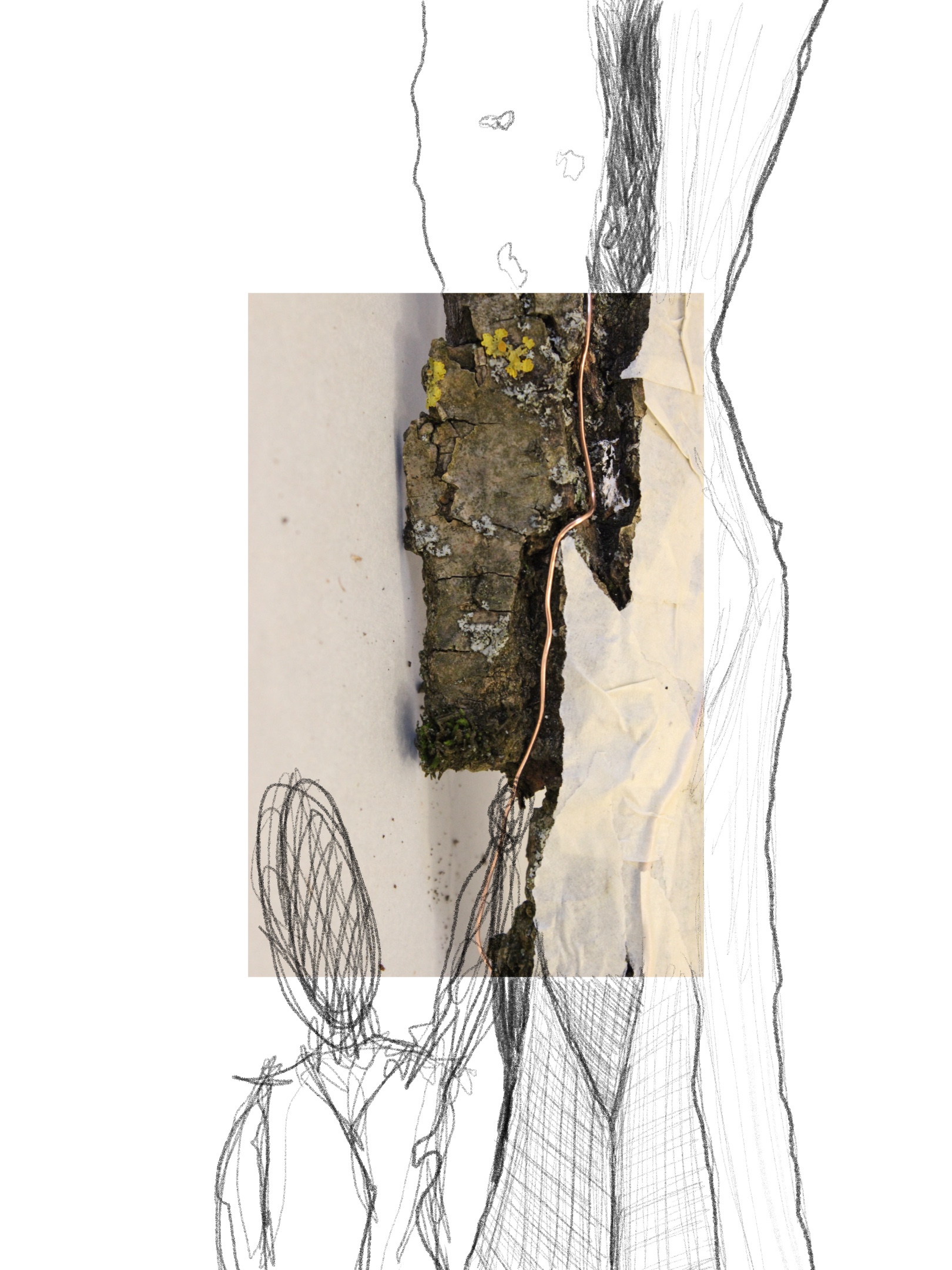 pencil sketch of a person up close touching an overlay photo of tree bark